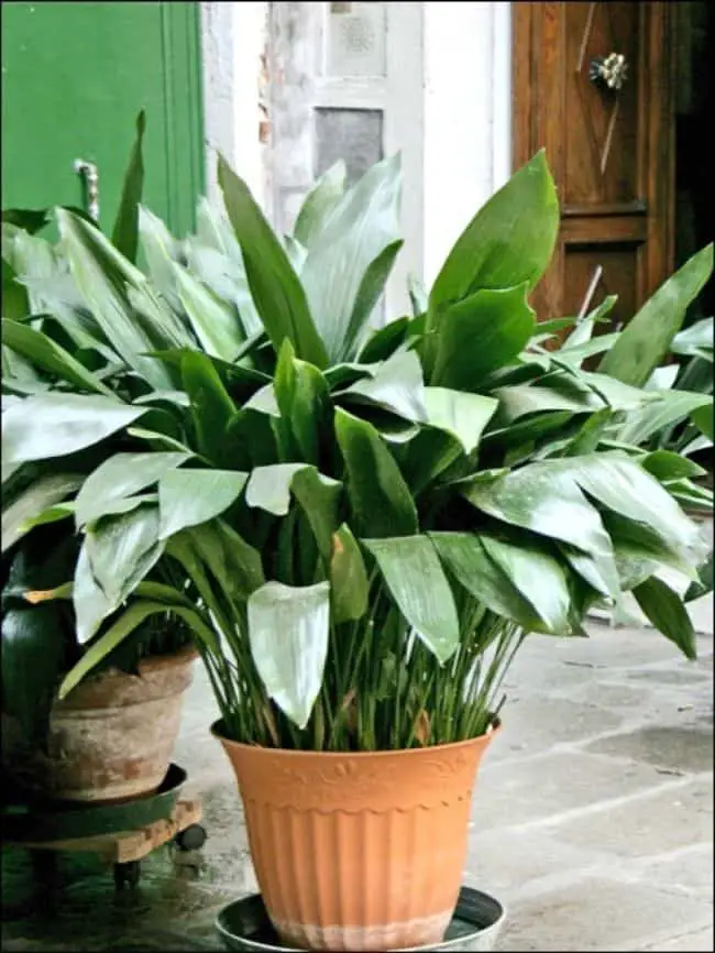  Easy Care Houseplants