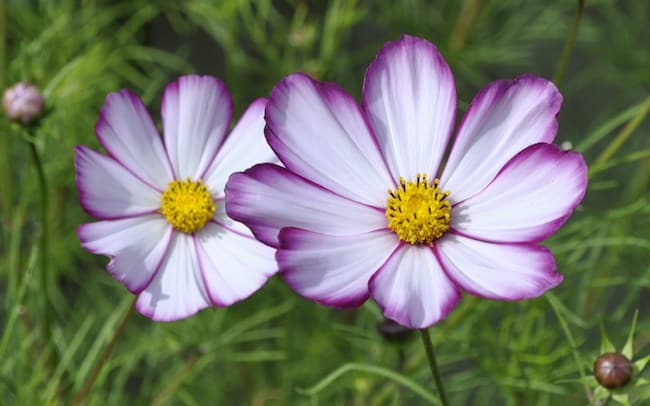 summer flowering plant