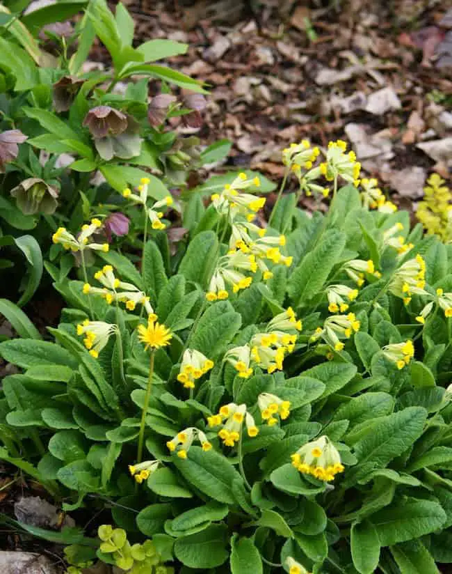 plants that grow in shade