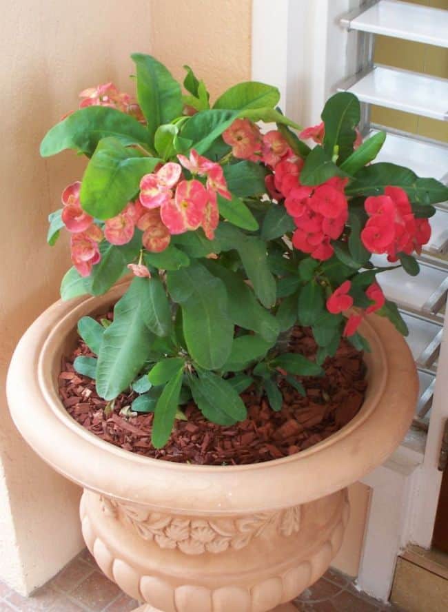 Easy to Grow Houseplants