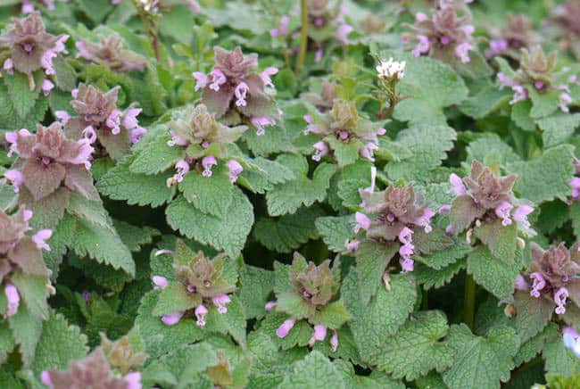 plants that grow in shade