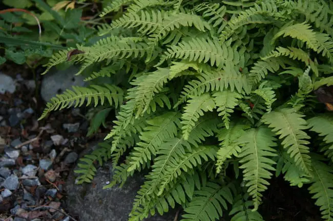 plants that grow in shade