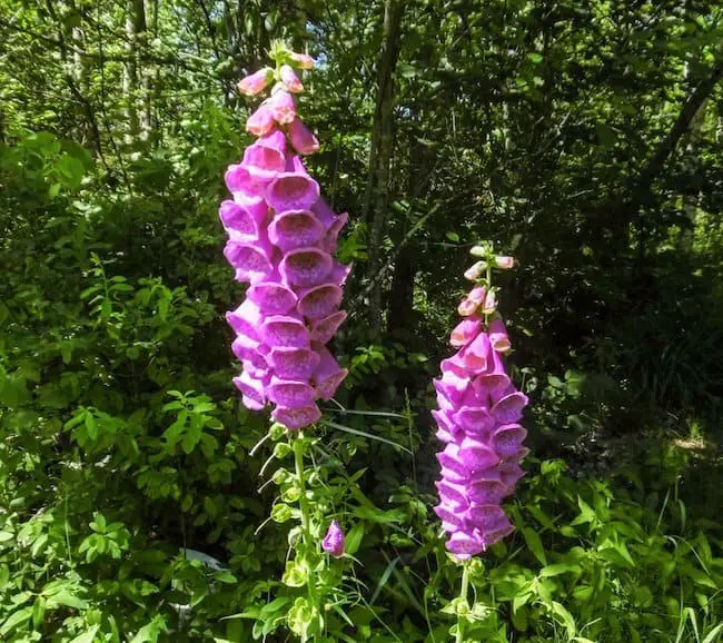 plants that love the shade