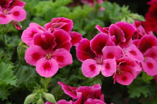 best plants for summer