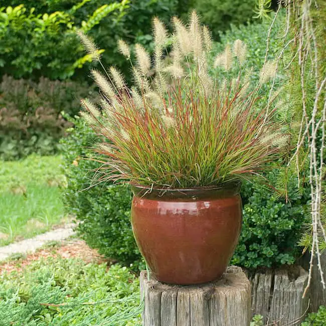 Growing Ornamental Grass in Containers