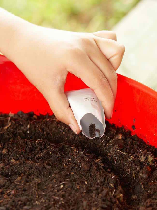 Grow ornamental grasses in container