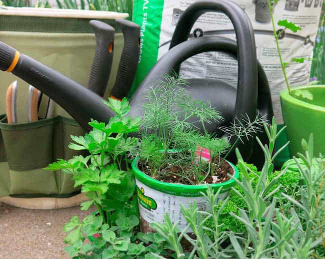 Growing Ornamental Grass in Containers