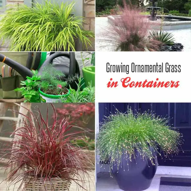 Growing Ornamental Grass in Containers