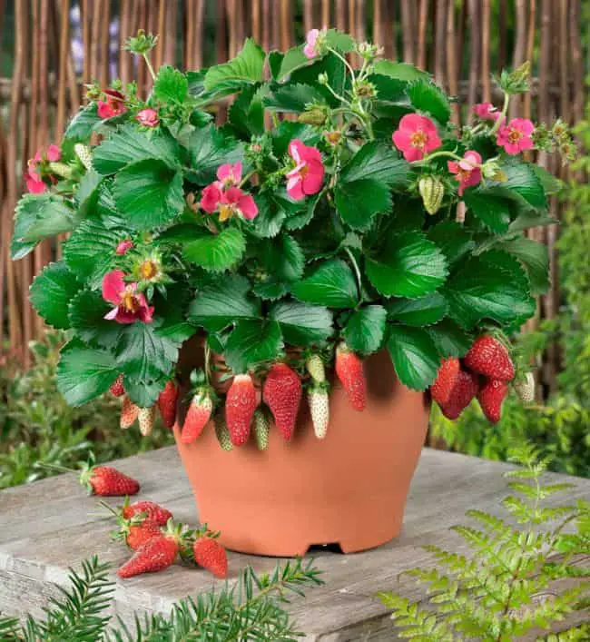 Growing Strawberries In Containers