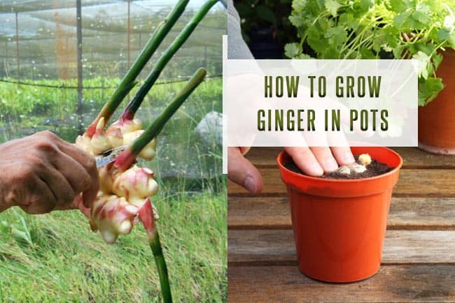 How To Grow Ginger in Pots