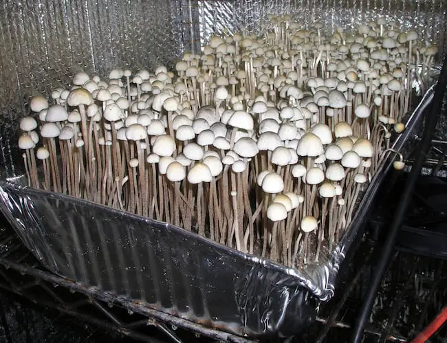 How To Grow Mushrooms