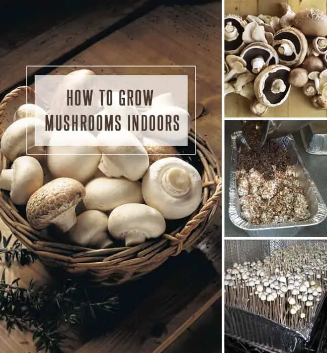 How To Grow Mushrooms Indoors
