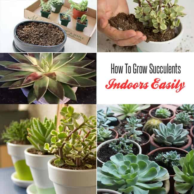 How To Grow Succulents Indoors