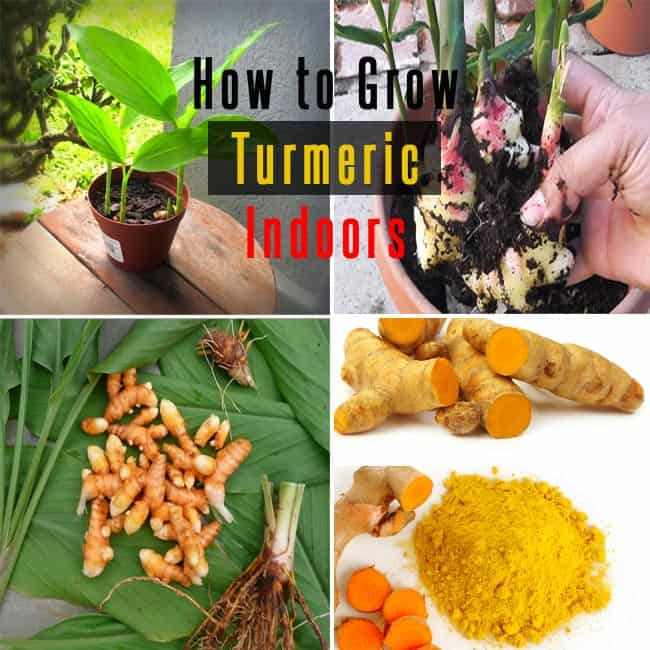 How To Grow Turmeric