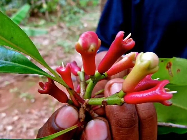 how to grow cloves