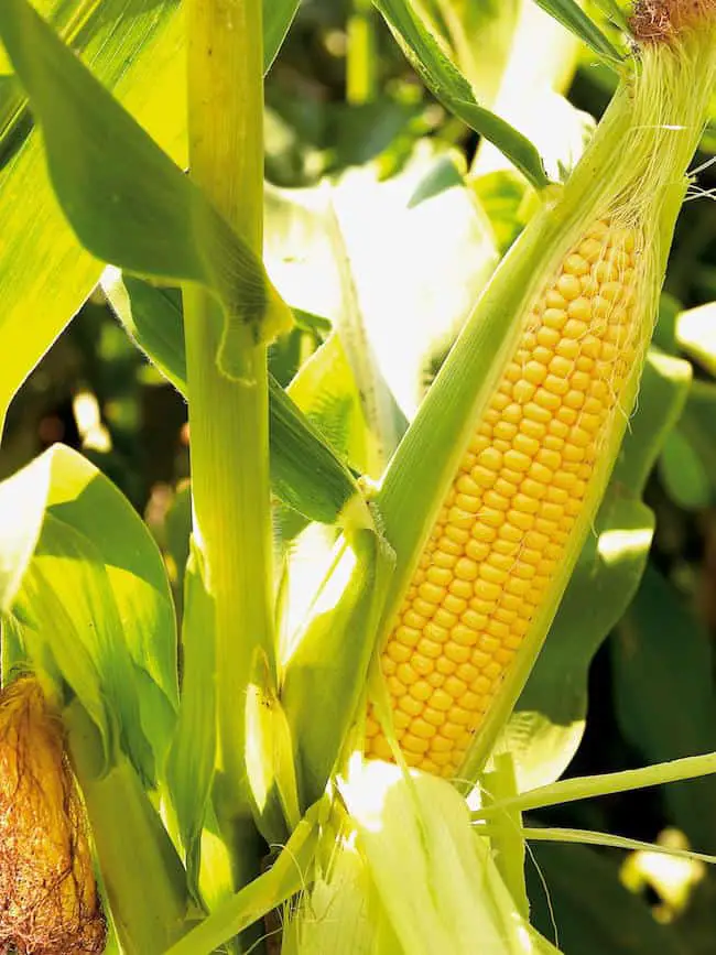 how to grow corn