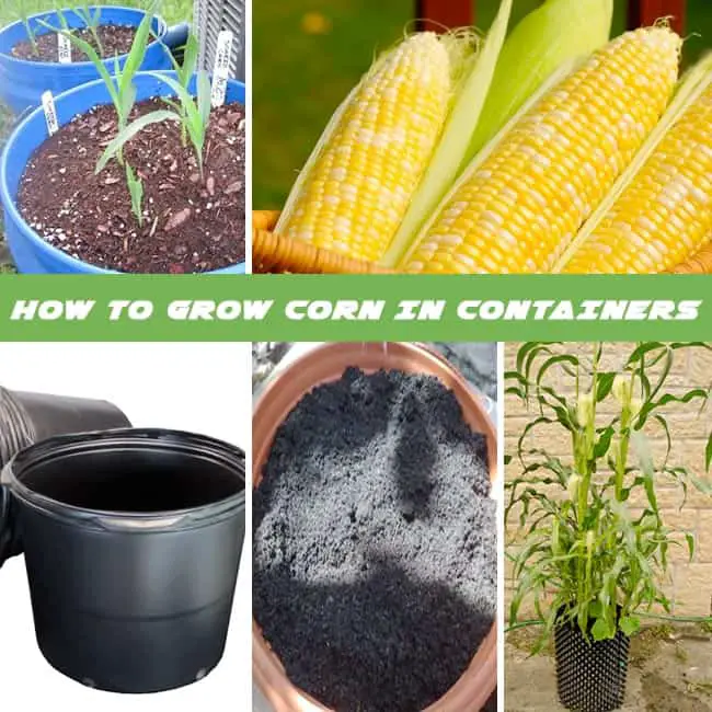 How to Grow Corn