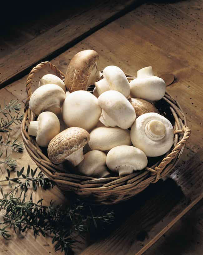 grow mushrooms indoors