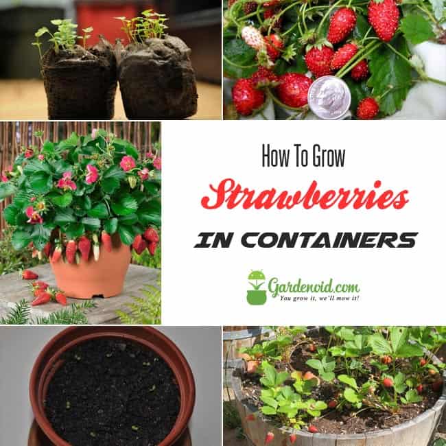 Growing Strawberries In Containers