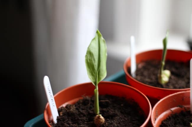 How to grow turmeric indoors