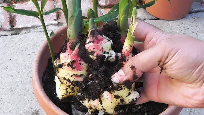 how to grow turmeric indoors