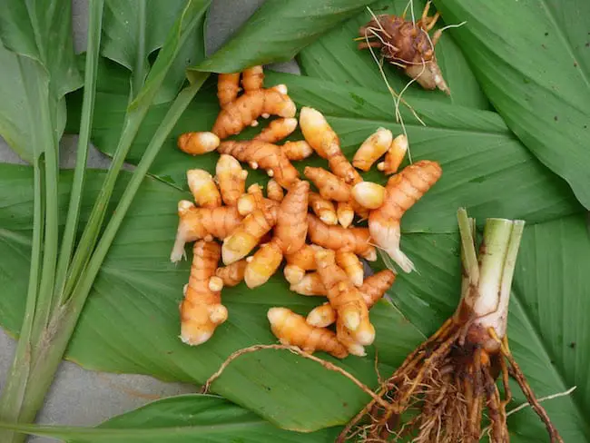 How to grow turmeric indoors