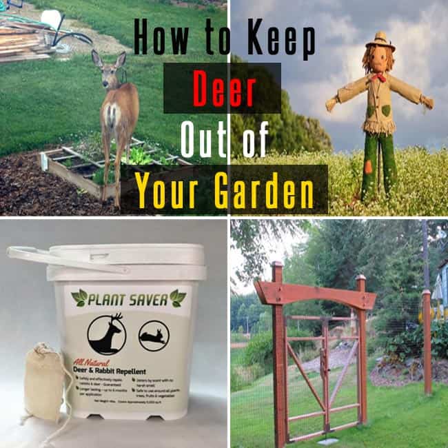 How to Keep Deer Out of Your Garden