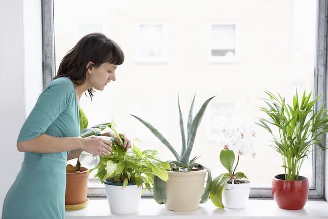 How to Water Indoor Plants