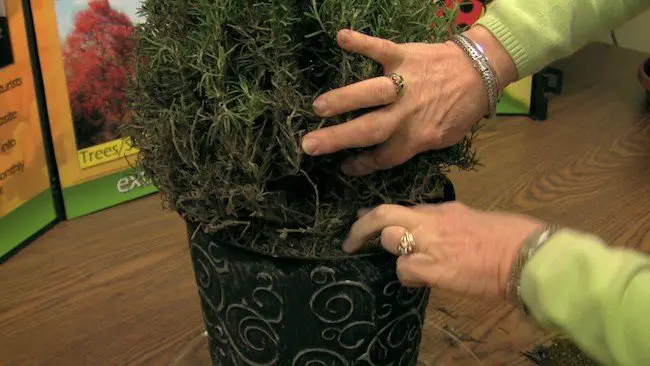 Watering Indoor Plants