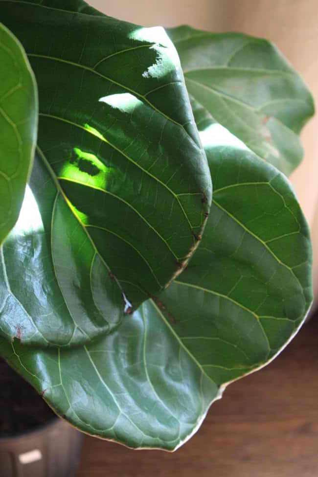 Water Indoor Plants