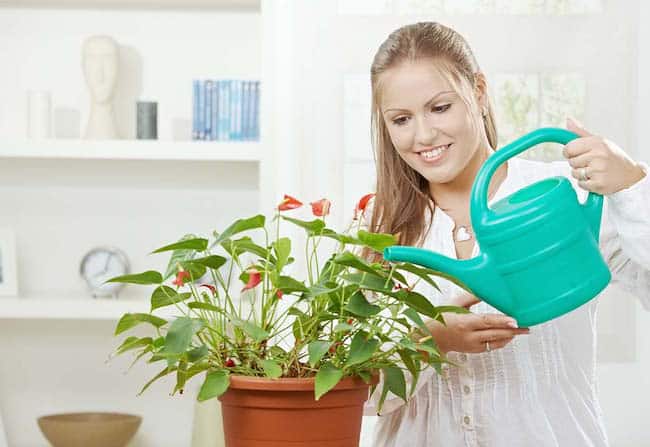 Watering Indoor Plants