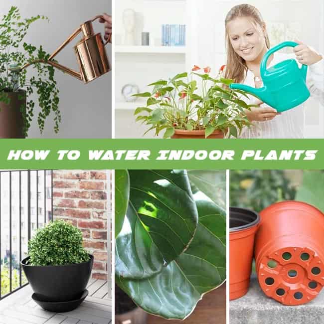 How to Water Indoor Plants