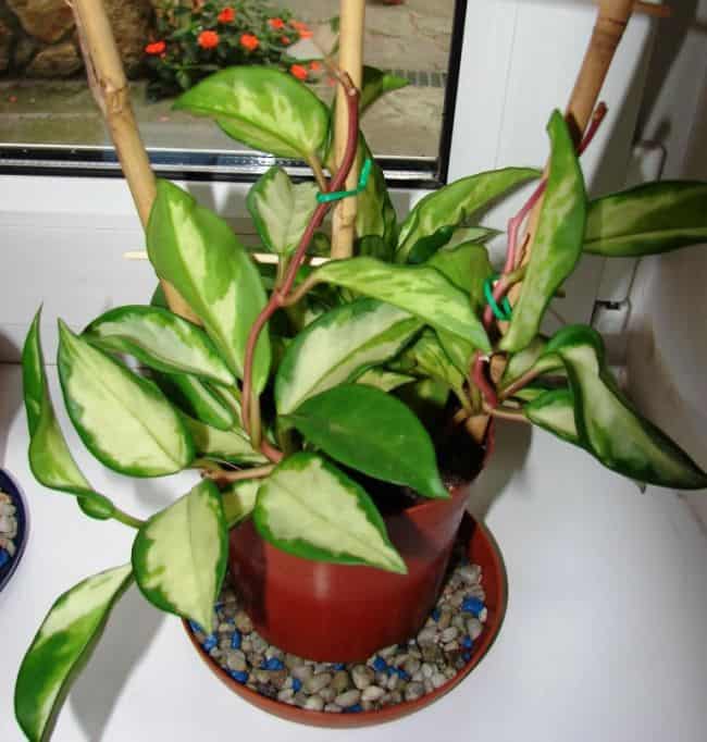  Easy Care Houseplants