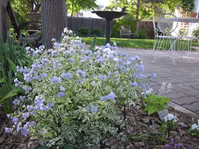 plants that grow in shade