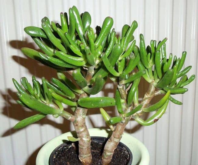 Easy to Grow Houseplants