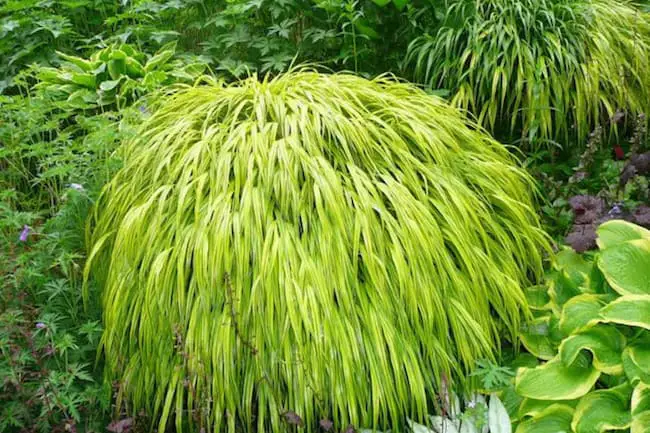 Shade Tolerant Flowers