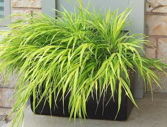 Ornamental grass for container