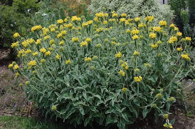 plants that grow in shade