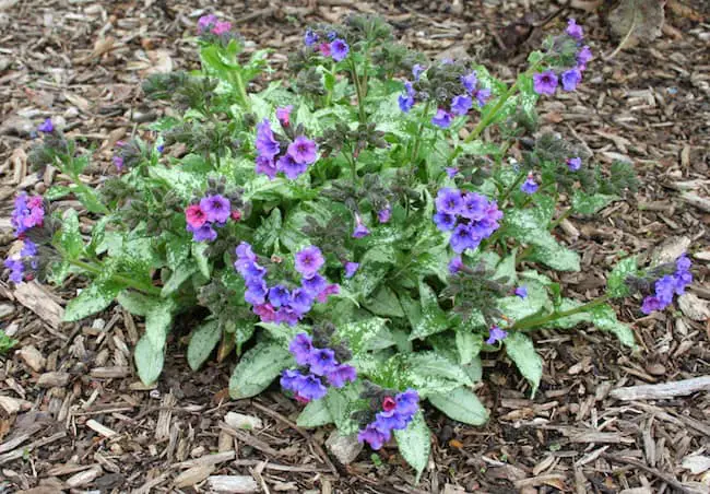 Shade Tolerant Flowers