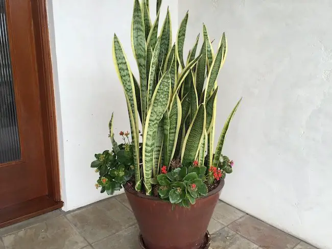 Exotic house plant