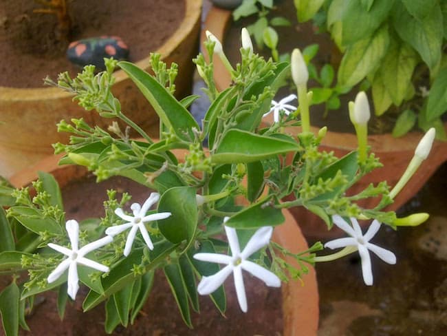 House plants indoor