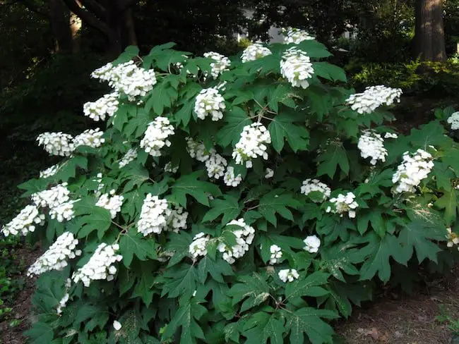 Shade Tolerant Flowers