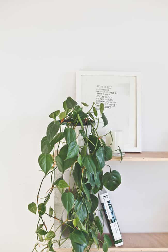 Easy to Grow Houseplants