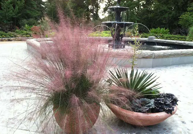 ornamental grasses in containers