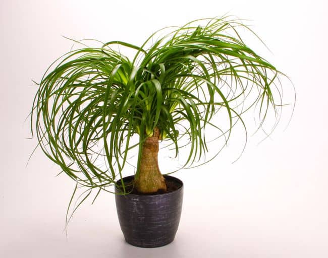 Easy to Grow Houseplants