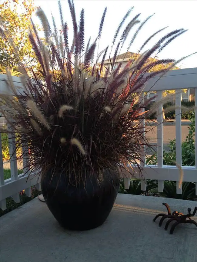 ornamental grasses in container