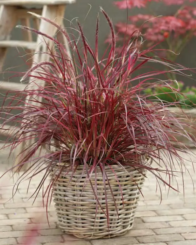 Best ornamental grasses