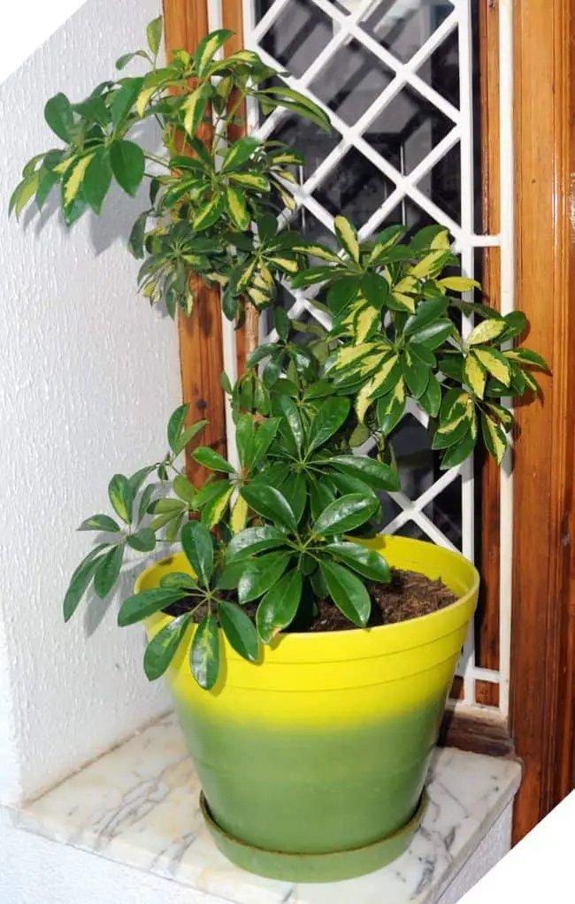  Easy Care Houseplants