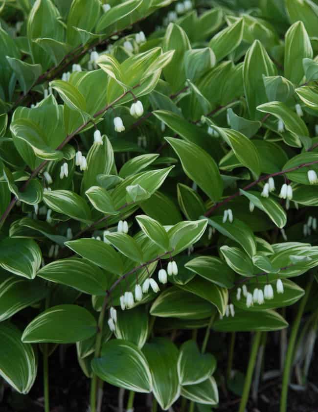 Shade Tolerant Flowers