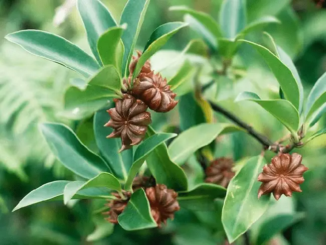 Star Anise Seeds